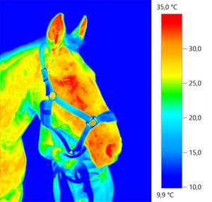 Veterinär-Thermografie