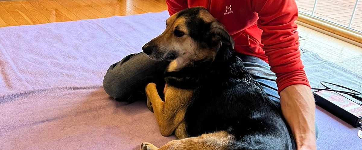 Osteopathische Hundetherapie